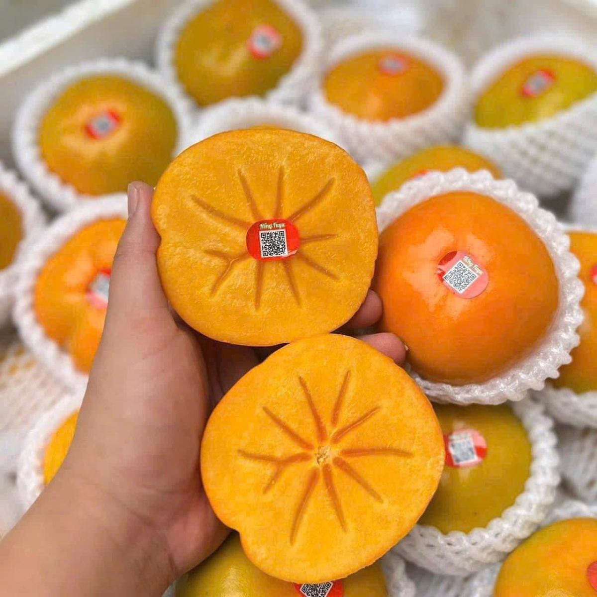 HỒNG GIÒN