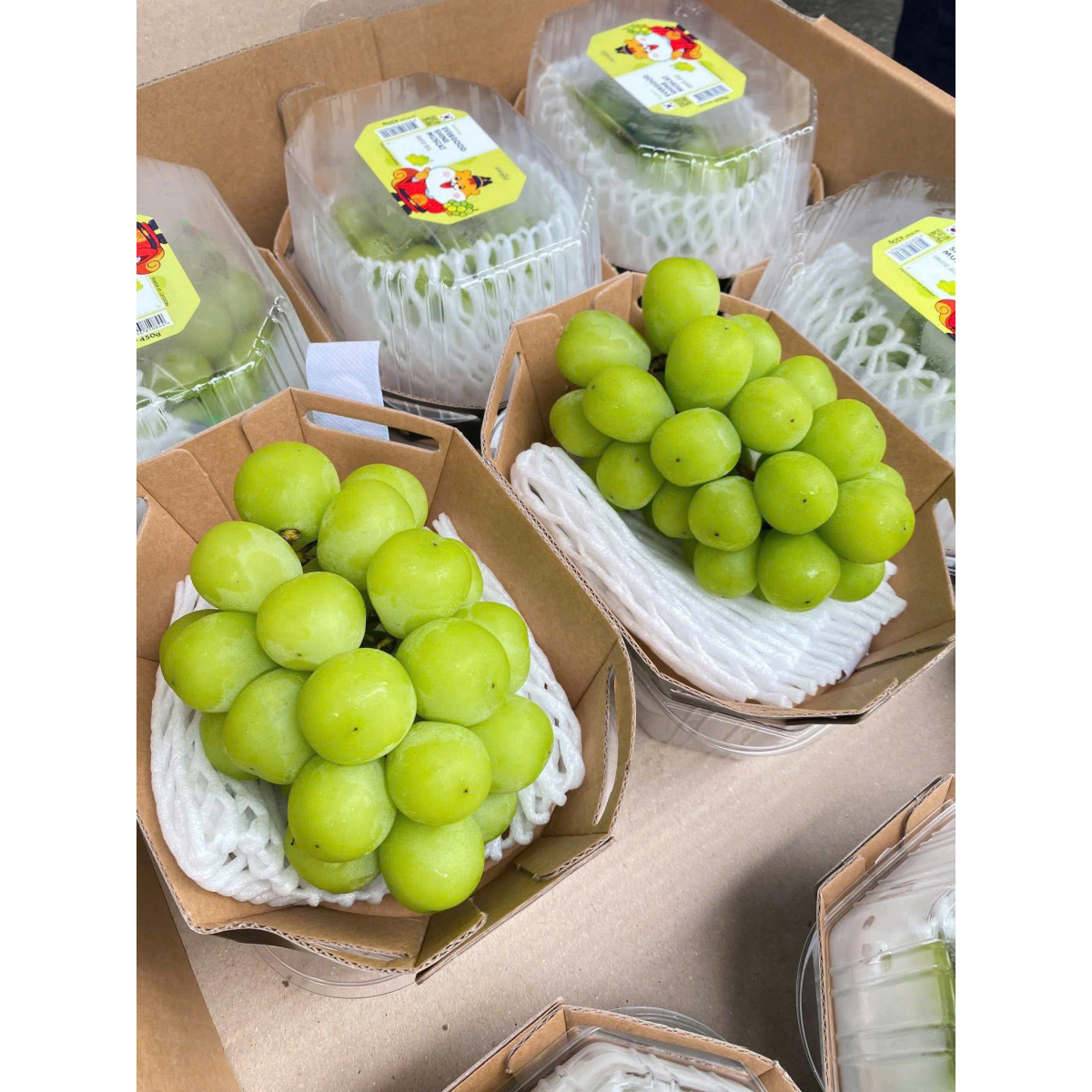 NHO MẪU ĐƠN HÀN QUỐC SHINE MUSCAT