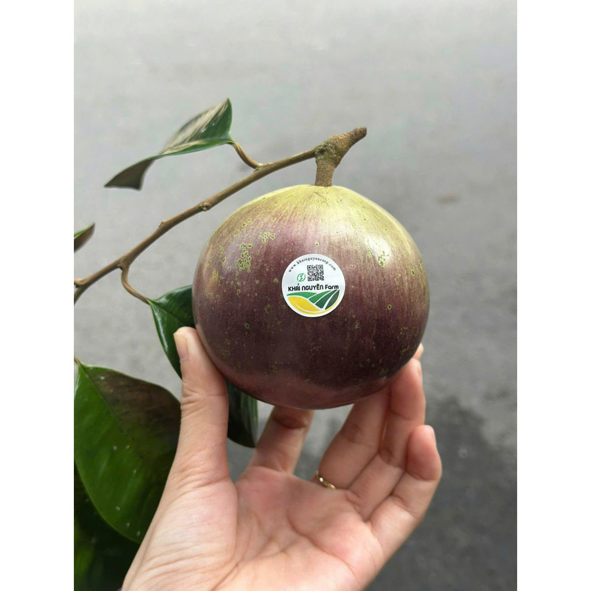 VÚ SỮA TÍM LÒ RÈN