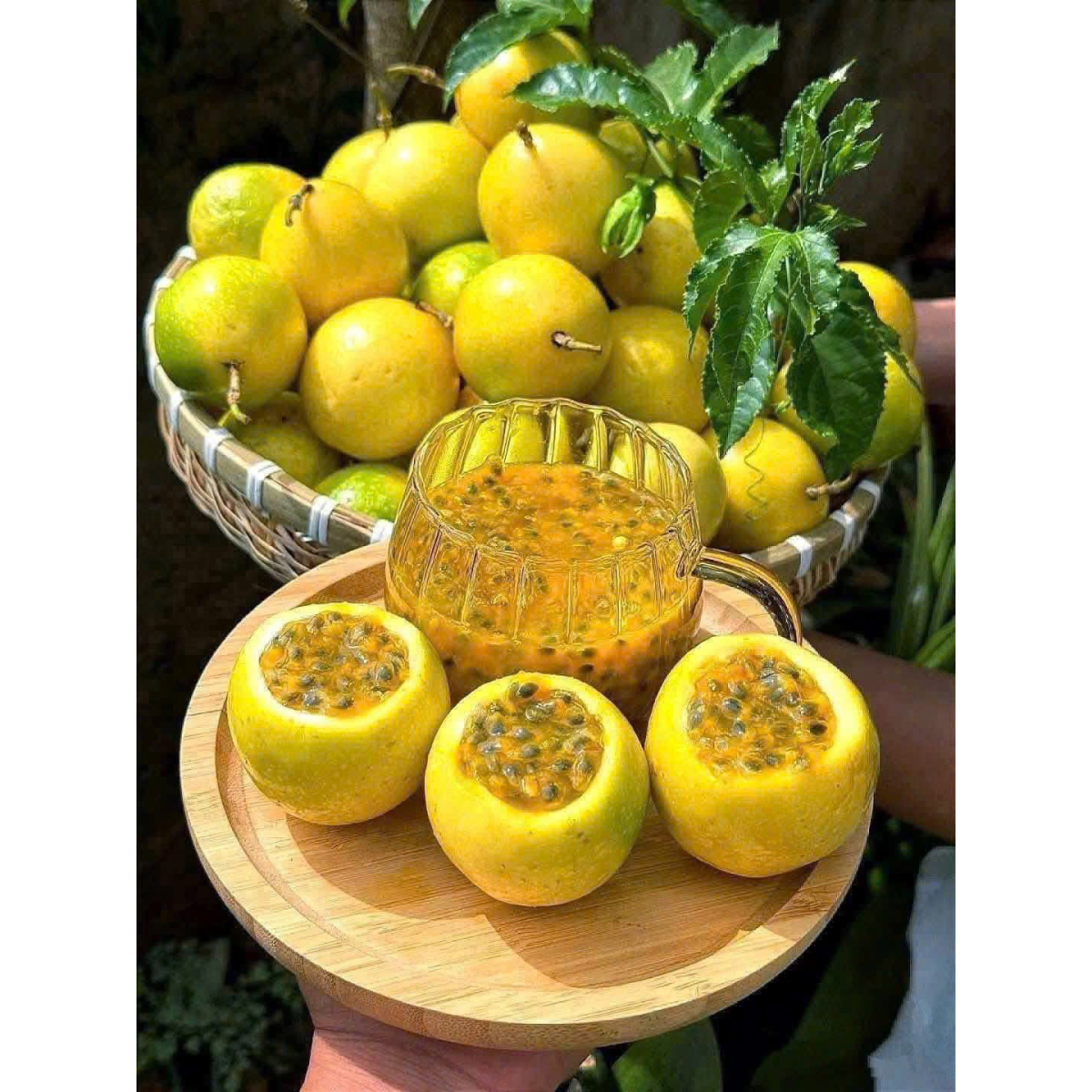 CHANH DÂY VÀNG HƯƠNG ỔI BÌNH AN FARM