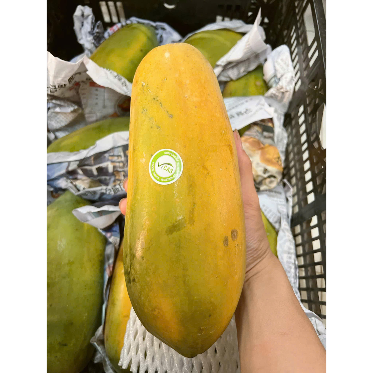 ĐU ĐỦ RUỘT VÀNG