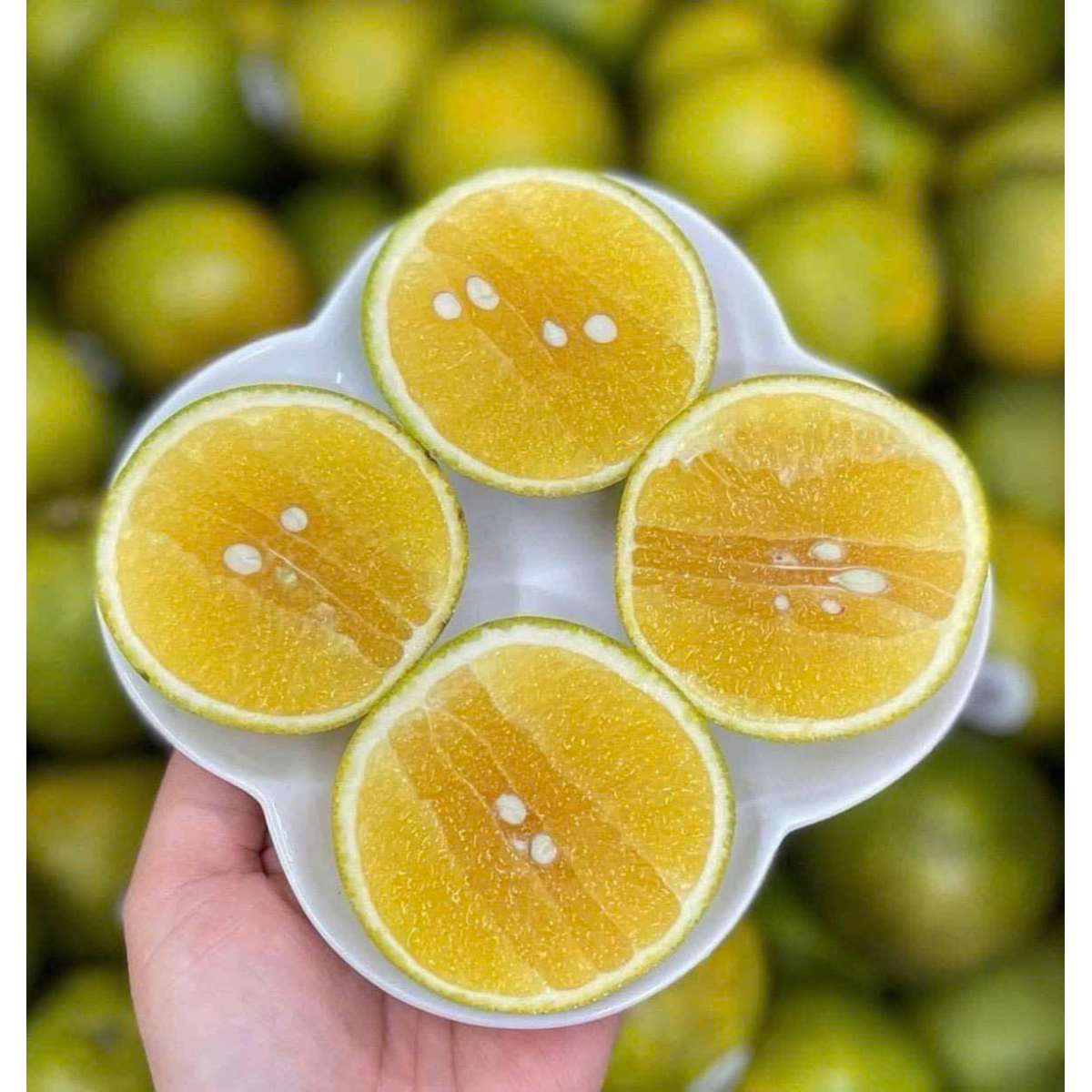  CAM XOÀN KẸO XUKA