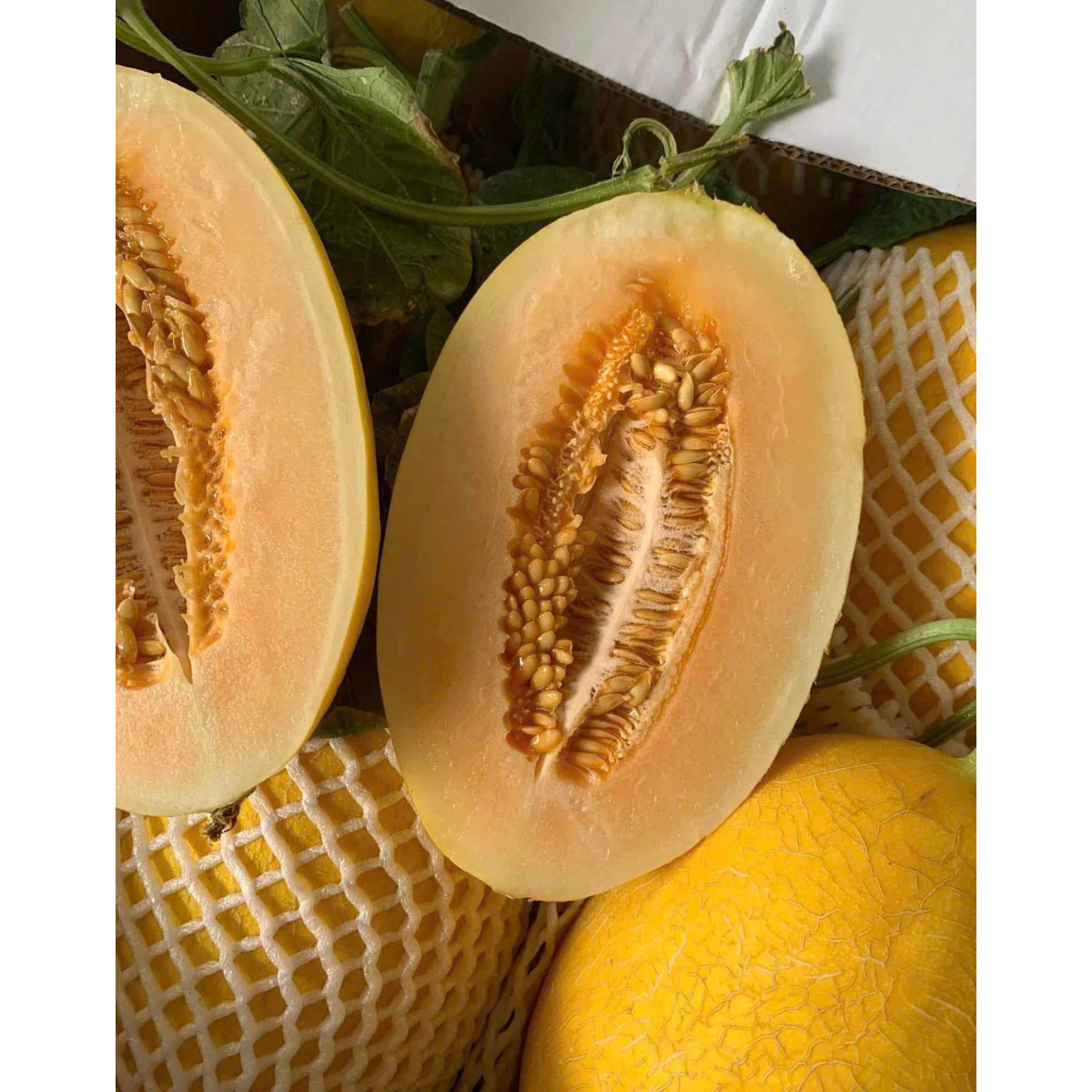 DƯA LƯỚI HUỲNH LONG