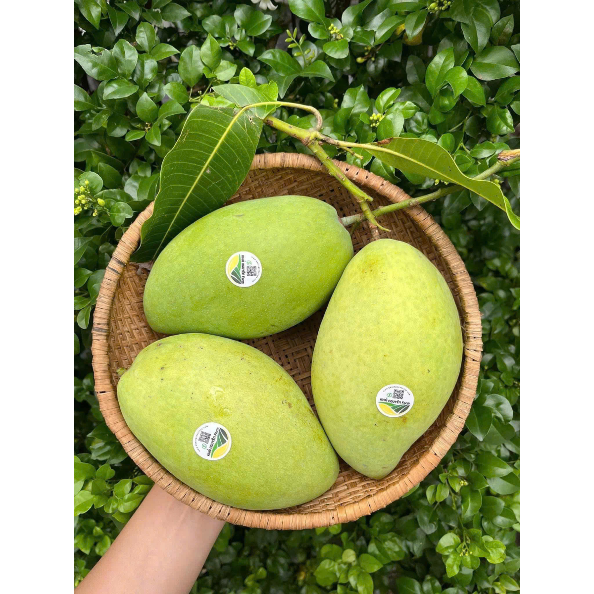XOÀI CÁT HÒA LỘC