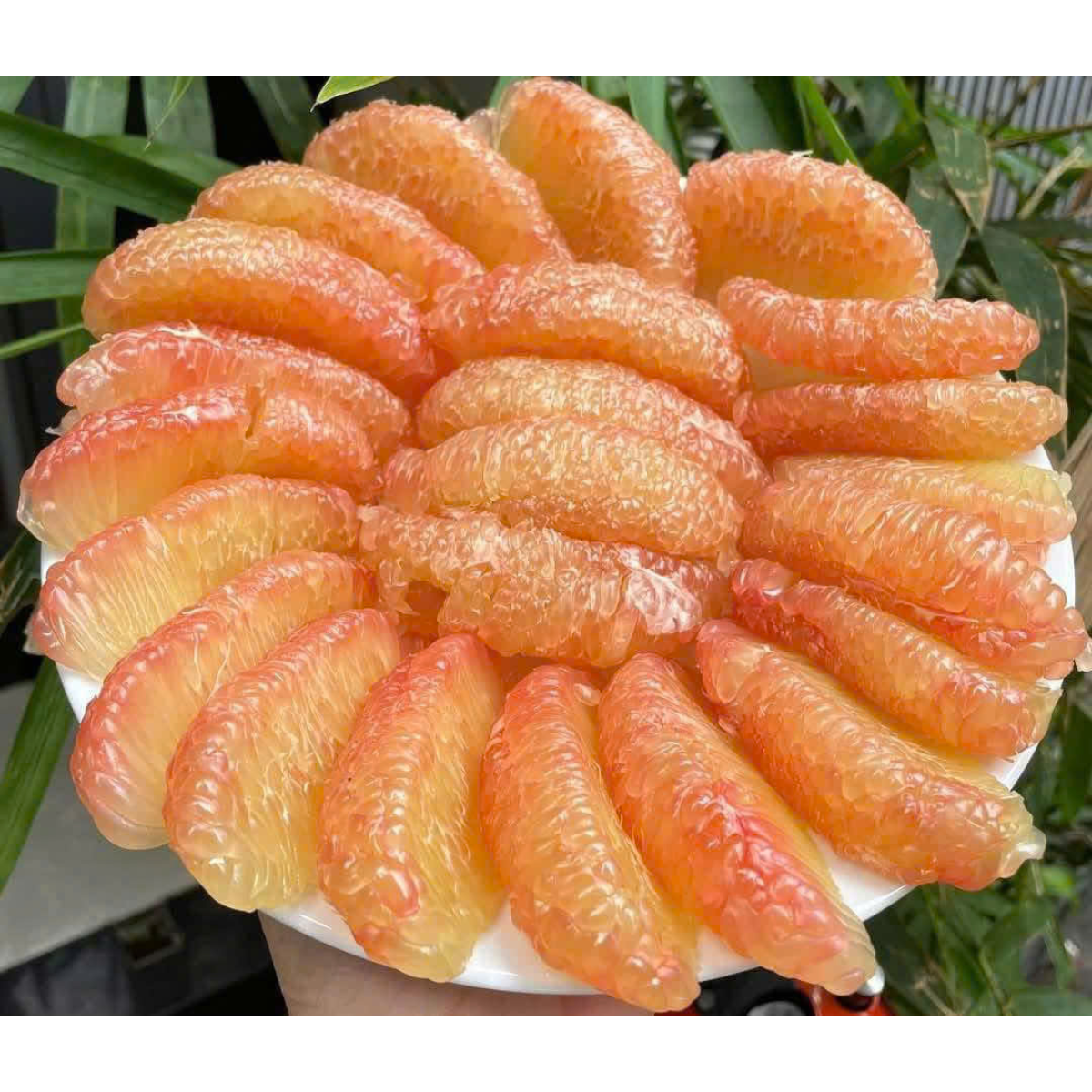 BƯỞI DA XANH LÃO BẢY MÁCH