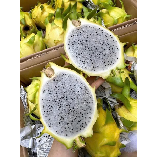 THANH LONG VỎ VÀNG - RUỘT TRẮNG - HỮU CƠ 