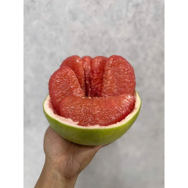BƯỞI RUBY CÓ CÀNH 
