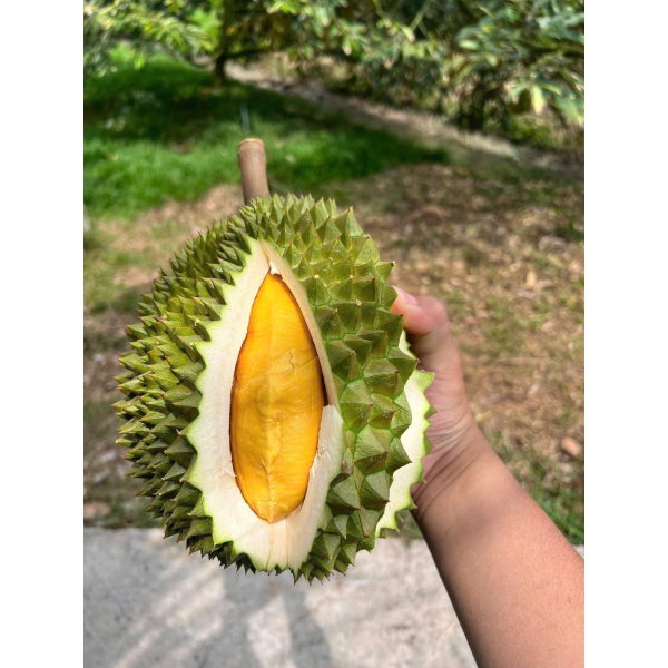 SẦU RIÊNG MUSANGKING