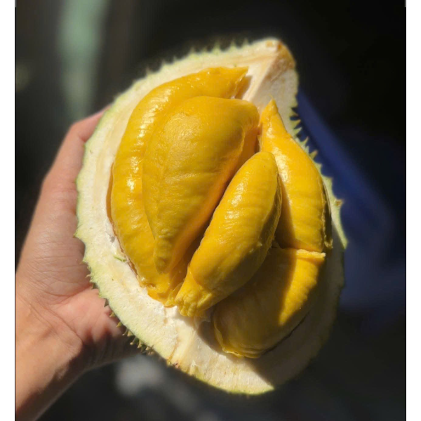 SẦU RIÊNG MUSANGKING