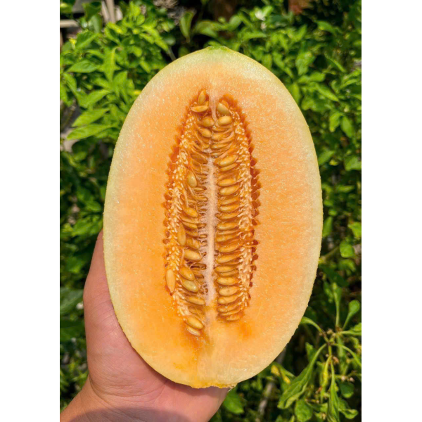 DƯA LƯỚI HUỲNH LONG