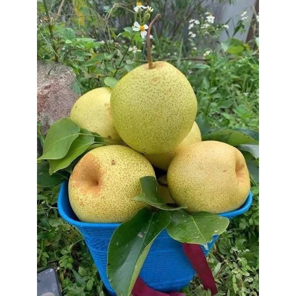 LÊ MẬT HÀ GIANG 