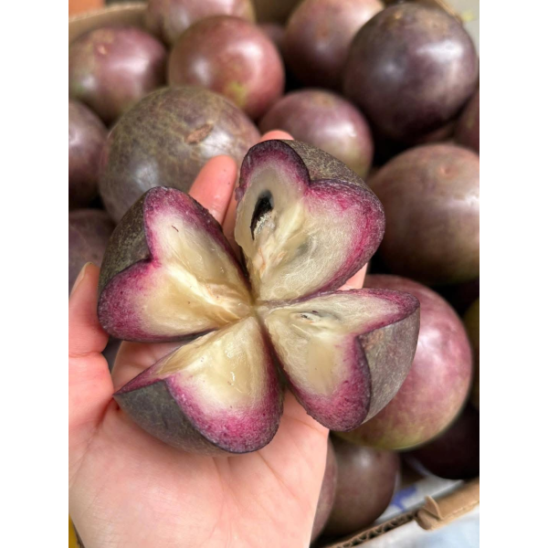 VÚ SỮA TÍM LÒ RÈN
