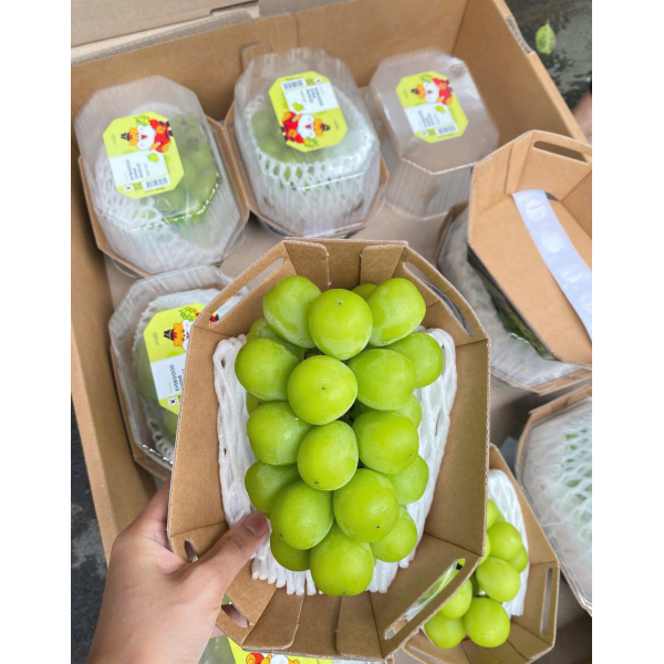 NHO MẪU ĐƠN HÀN QUỐC SHINE MUSCAT