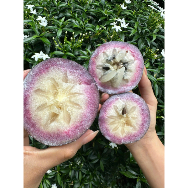 VÚ SỮA TÍM LÒ RÈN