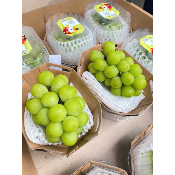 NHO MẪU ĐƠN HÀN QUỐC SHINE MUSCAT