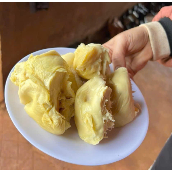 SẦU RIÊNG TRUYỀN THỐNG