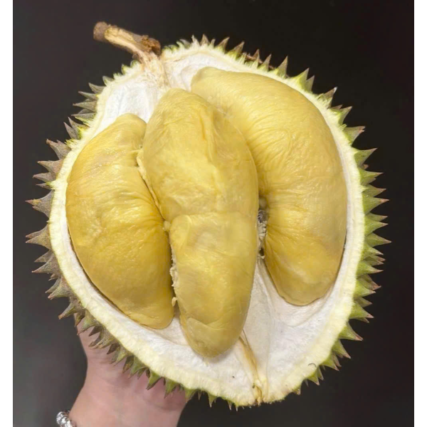 SẦU RIÊNG TRUYỀN THỐNG