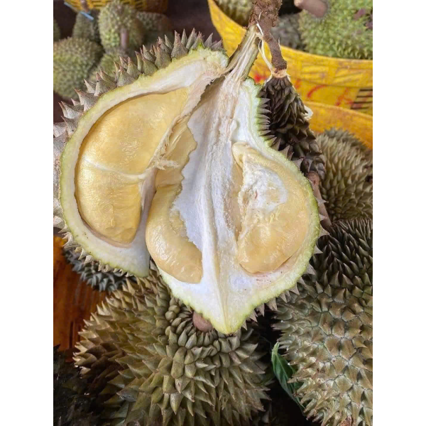 SẦU RIÊNG TRUYỀN THỐNG
