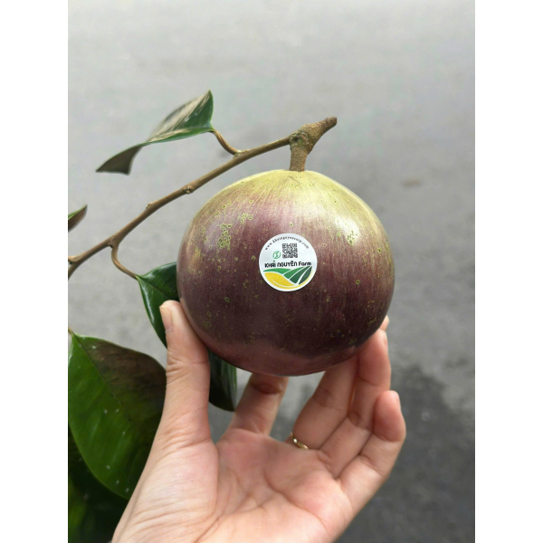 VÚ SỮA TÍM LÒ RÈN