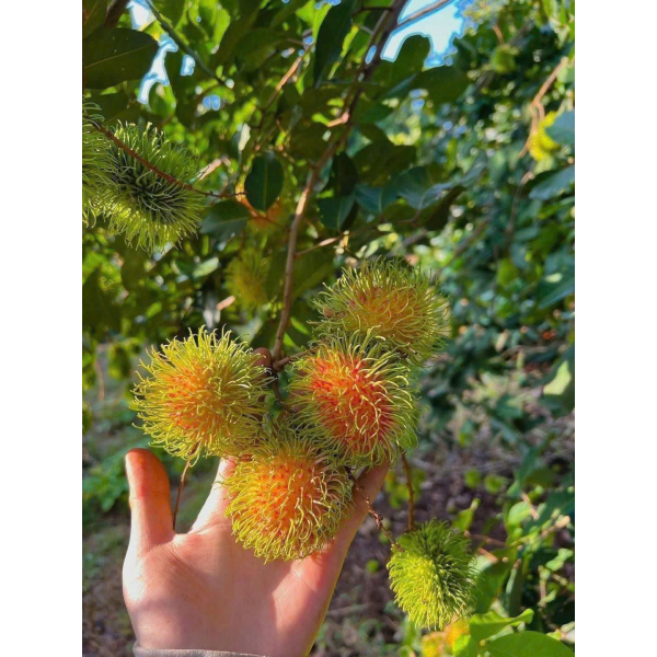 CHÔM CHÔM THÁI
