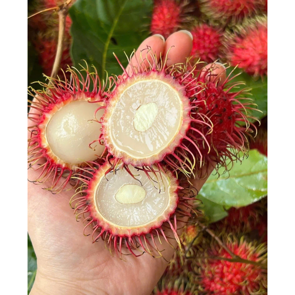 CHÔM CHÔM THÁI