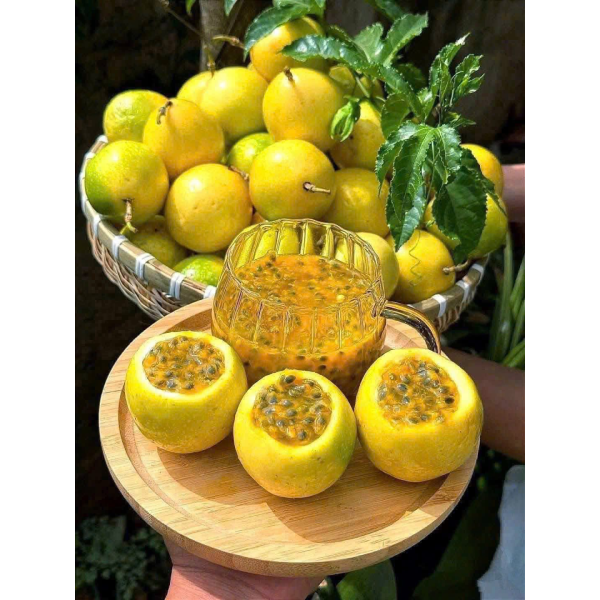 CHANH DÂY VÀNG HƯƠNG ỔI BÌNH AN FARM