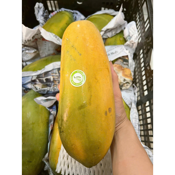 ĐU ĐỦ RUỘT VÀNG