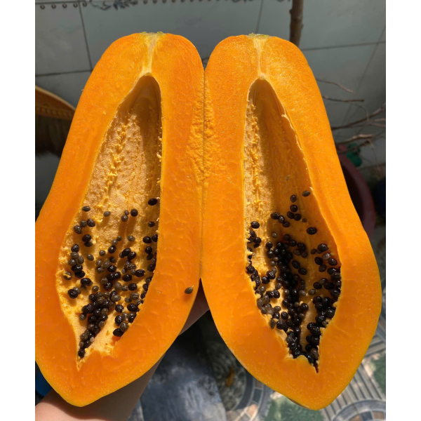 ĐU ĐỦ RUỘT VÀNG