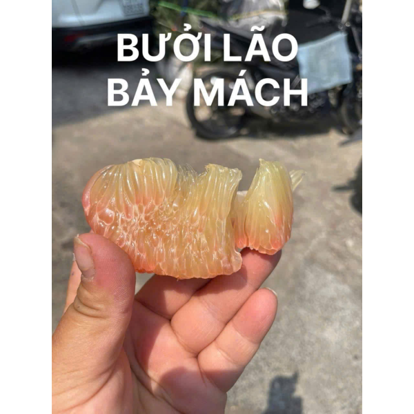 BƯỞI DA XANH LÃO BẢY MÁCH