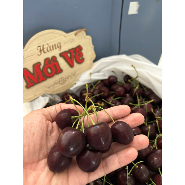 CHERRY MỸ SKEENA SIZE 9.5