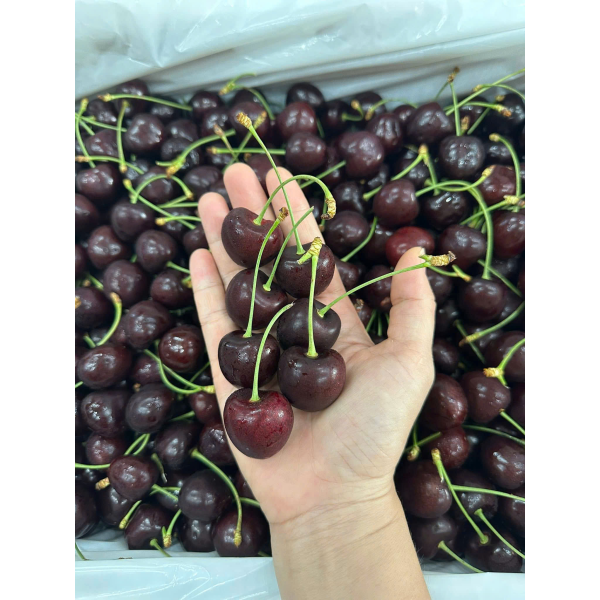 CHERRY MỸ SKEENA SIZE 9.5