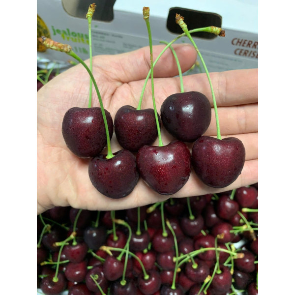 CHERRY MỸ SKEENA SIZE 9.5