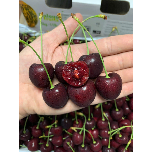 CHERRY MỸ SKEENA SIZE 9.5