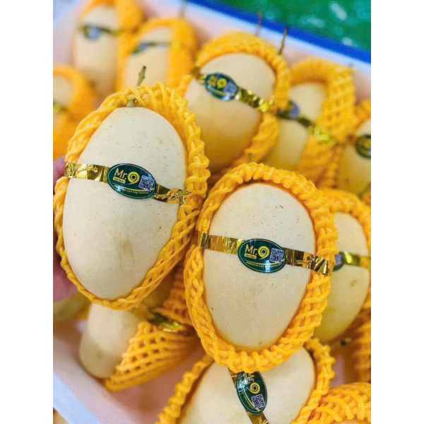 XOÀI CÁT CHU VÀNG - CHÚ CHÍN 