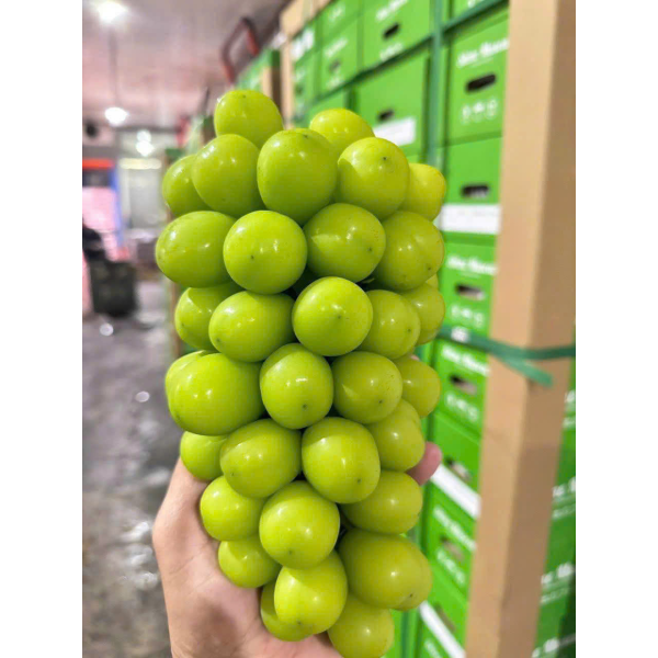 NHO MẪU ĐƠN ĐÀI