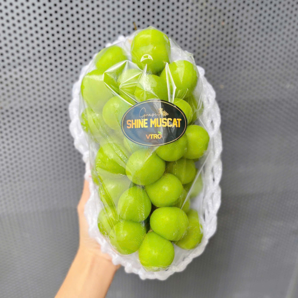 NHO MẪU ĐƠN ĐÀI