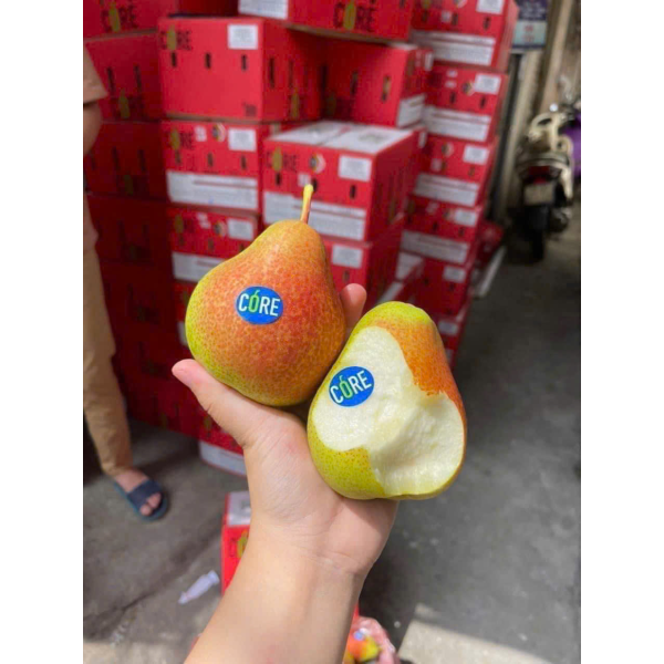 LÊ NAM PHI SIZE 52 