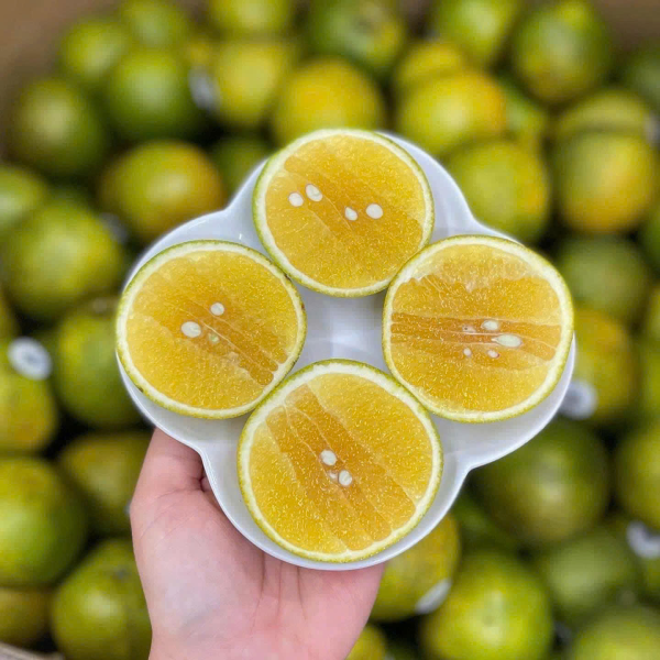  CAM XOÀN KẸO XUKA