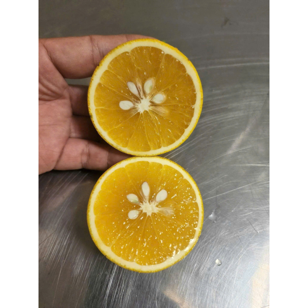  CAM XOÀN KẸO XUKA