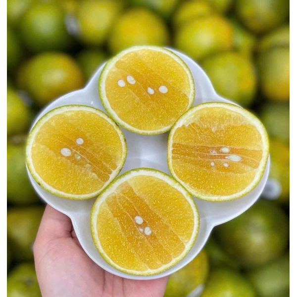  CAM XOÀN KẸO XUKA