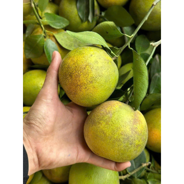  CAM XOÀN KẸO XUKA
