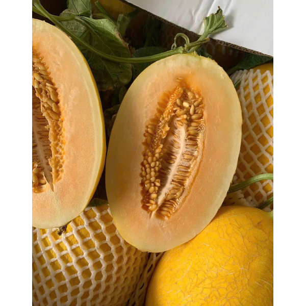 DƯA LƯỚI HUỲNH LONG