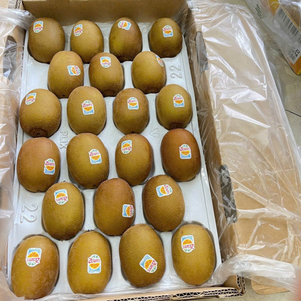 KIWI VÀNG NEW ZEALAND SIZE VIP