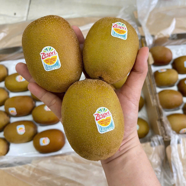 KIWI VÀNG NEW ZEALAND SIZE VIP