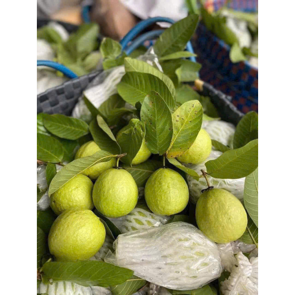 ỔI TRÂN CHÂU HỮU CƠ