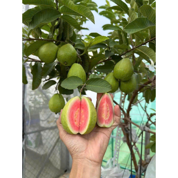 ỔI TRÂN CHÂU HỮU CƠ