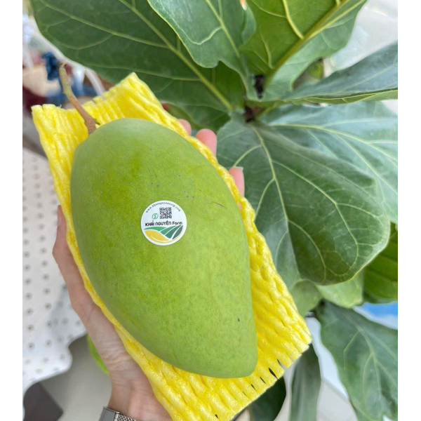 XOÀI CÁT HÒA LỘC