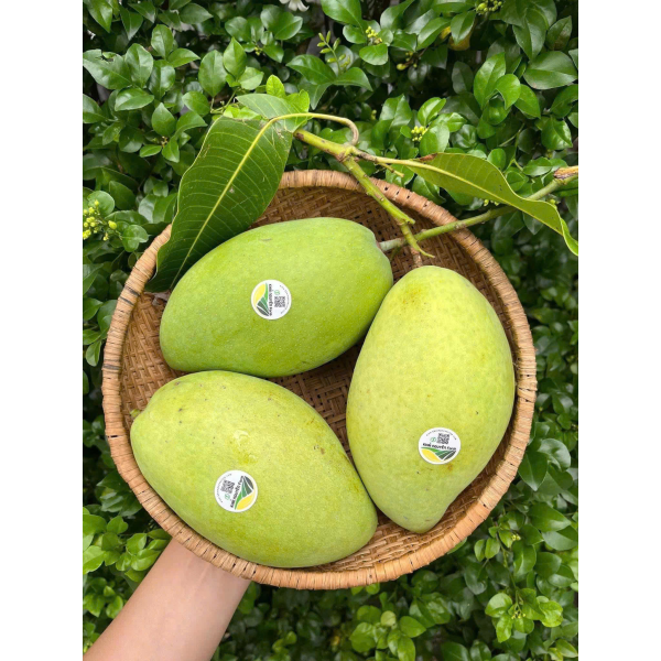 XOÀI CÁT HÒA LỘC