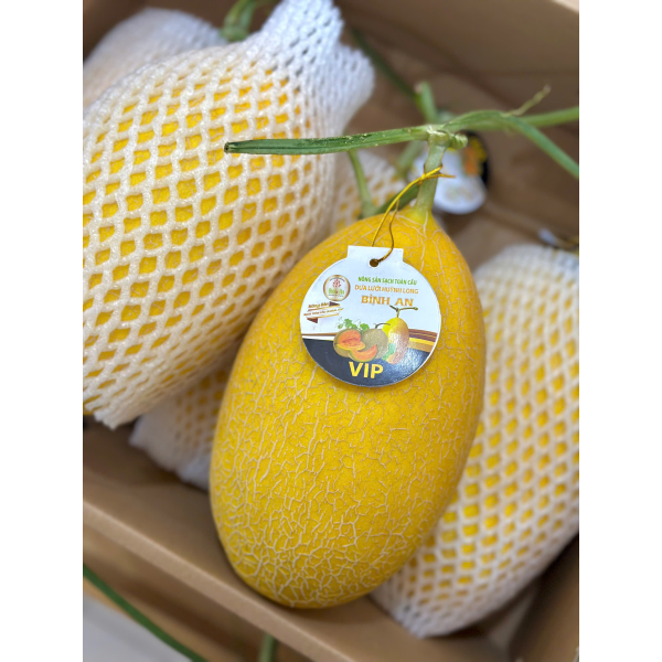 DƯA LƯỚI HUỲNH LONG _ GLOBAL GAP - BÌNH AN FARM