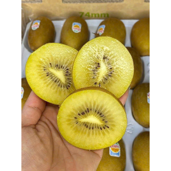 KIWI VÀNG NEW ZEALAND SIZE VIP